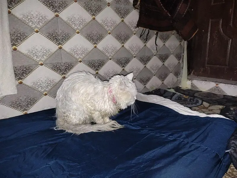 argent sale Persian cat — photo 3