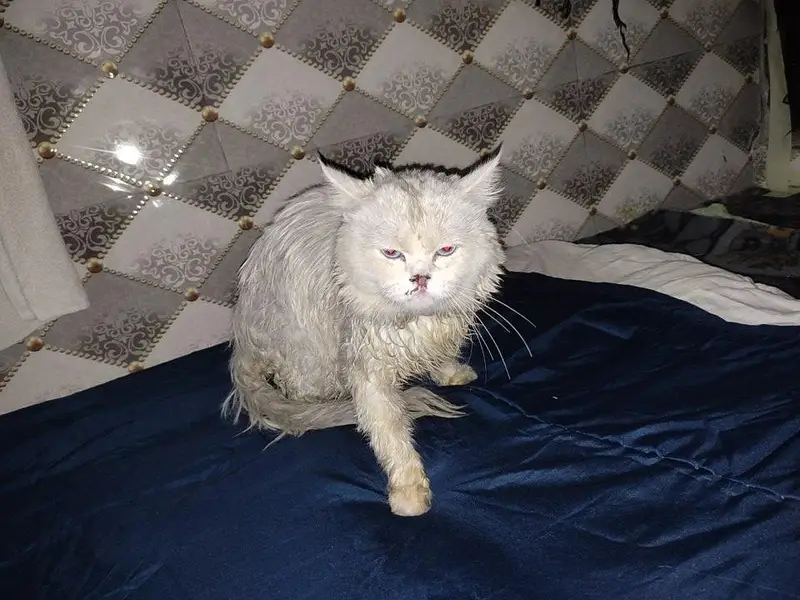 argent sale Persian cat — photo 4