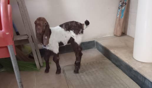 selling baby goat