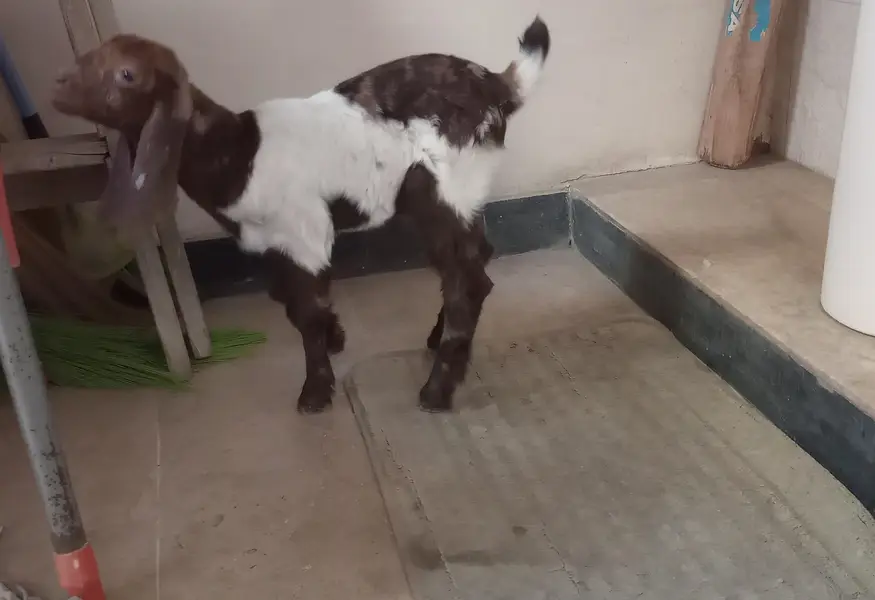 selling baby goat — photo 2