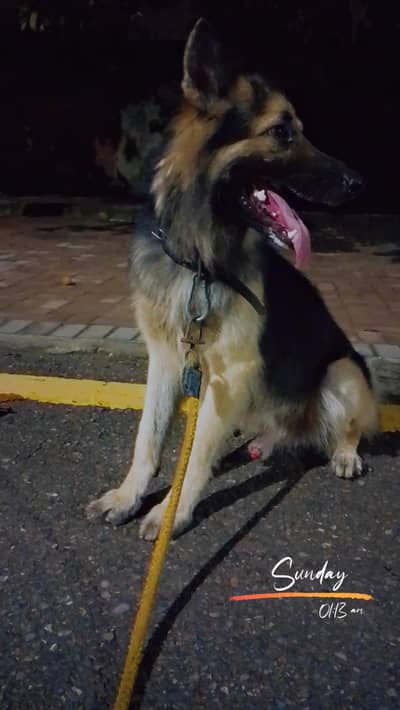 German Shepherd Long Coat Urgent sale