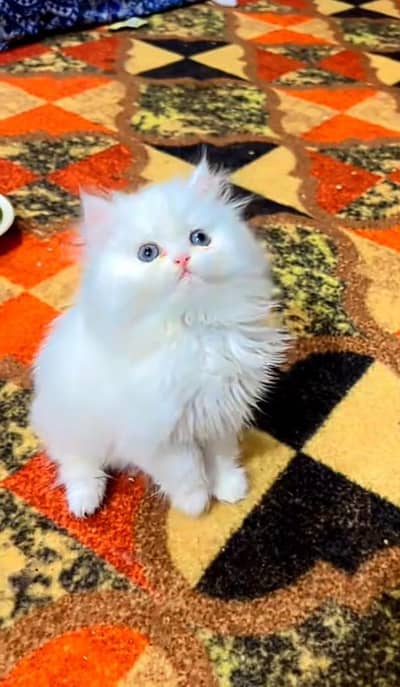 Persian kitten mail and female for saleContact my WhatsApp
