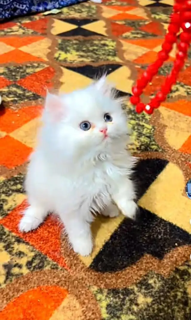 Persian kitten mail and female for saleContact my WhatsApp — photo 3