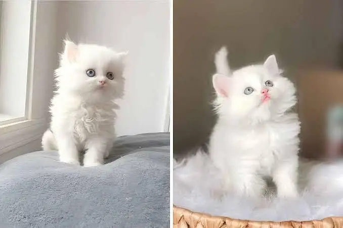 Persian kittens whatp 032//070//93727