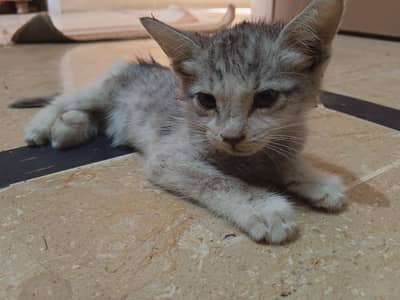 Cute Persian Kitten for Sale  | Adorable Baby Cat