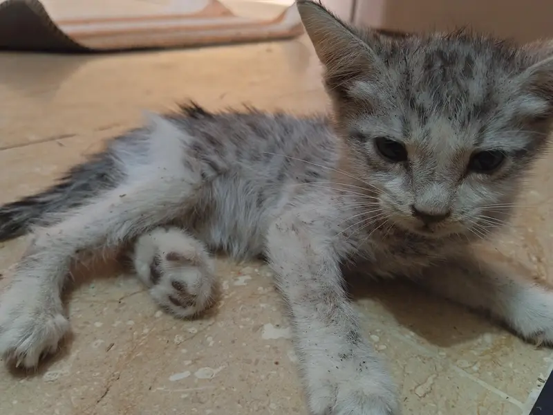 Cute Persian Kitten for Sale  | Adorable Baby Cat — photo 2