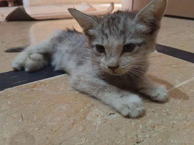 Cute Persian Kitten for Sale  | Adorable Baby Cat — photo 3