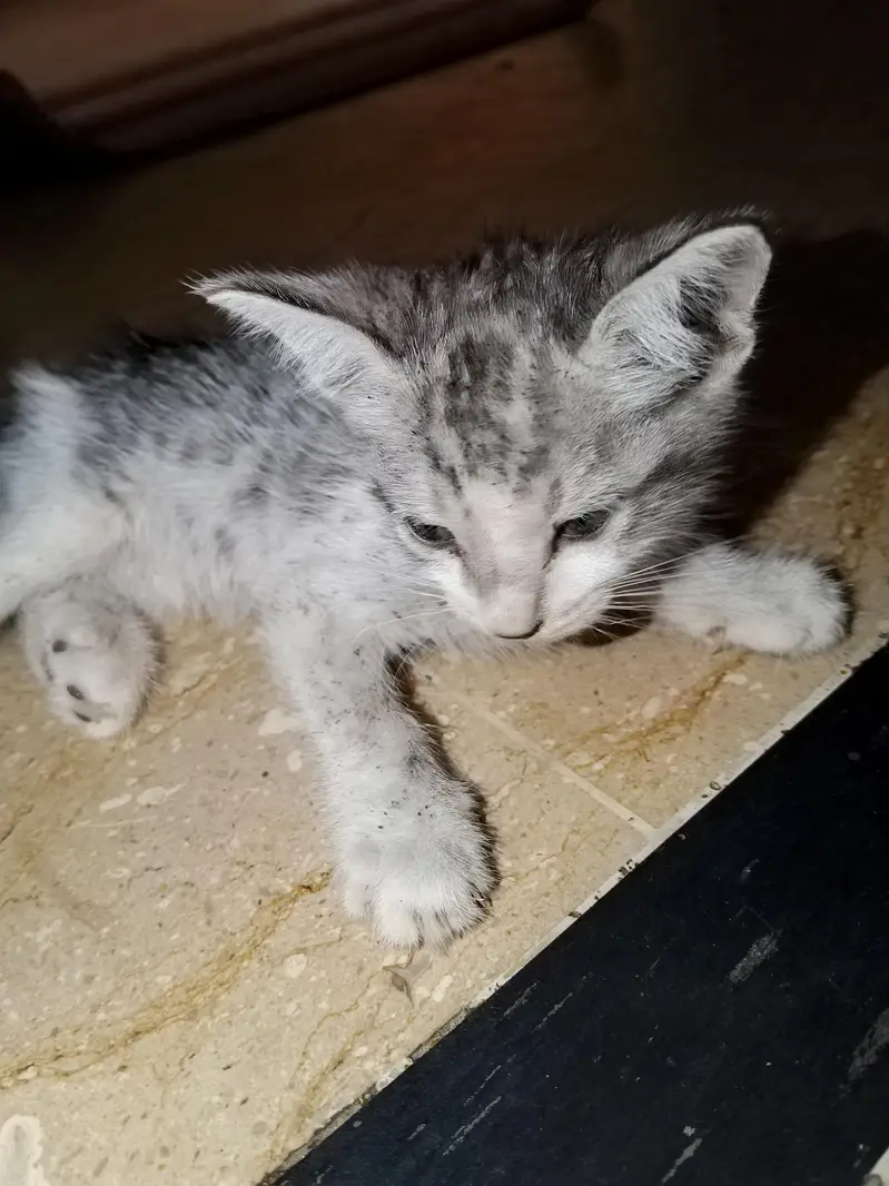 Cute Persian Kitten for Sale  | Adorable Baby Cat — photo 4