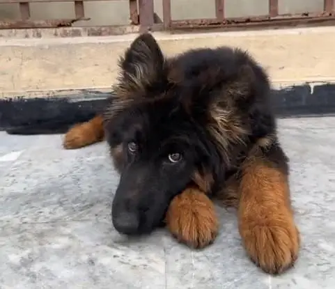 German Shepherd breed for sale mor. watsap — photo 3