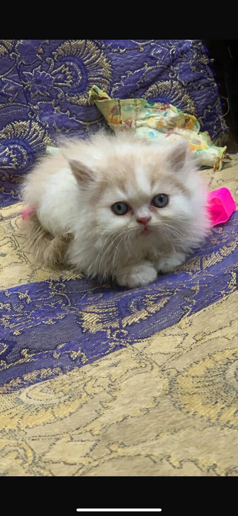 Persian kitten 0