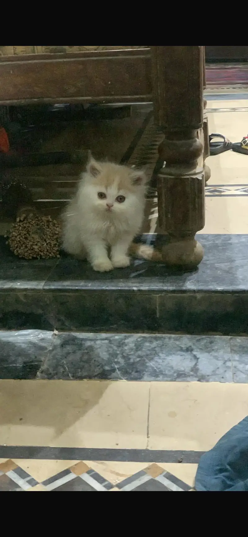 Persian kitten — photo 2