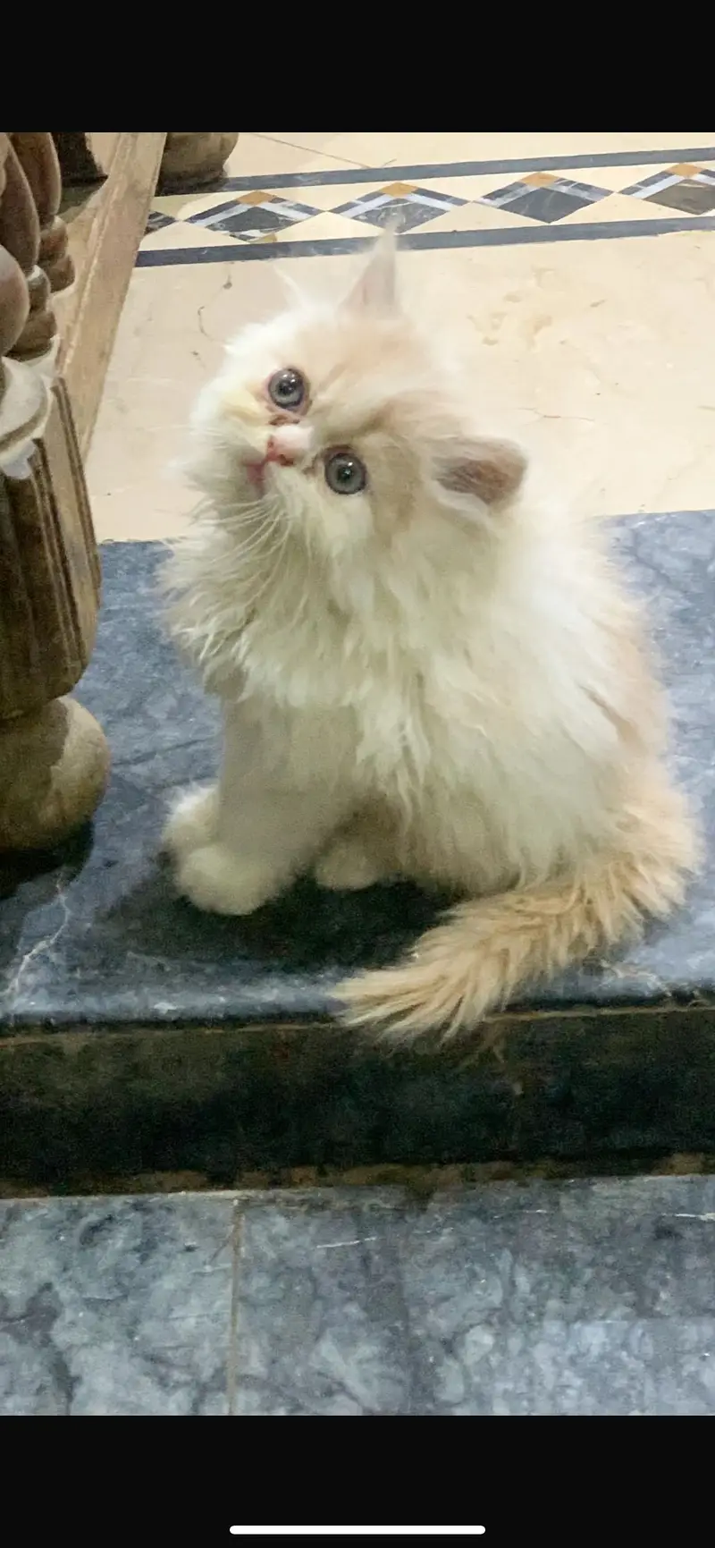 Persian kitten — photo 3
