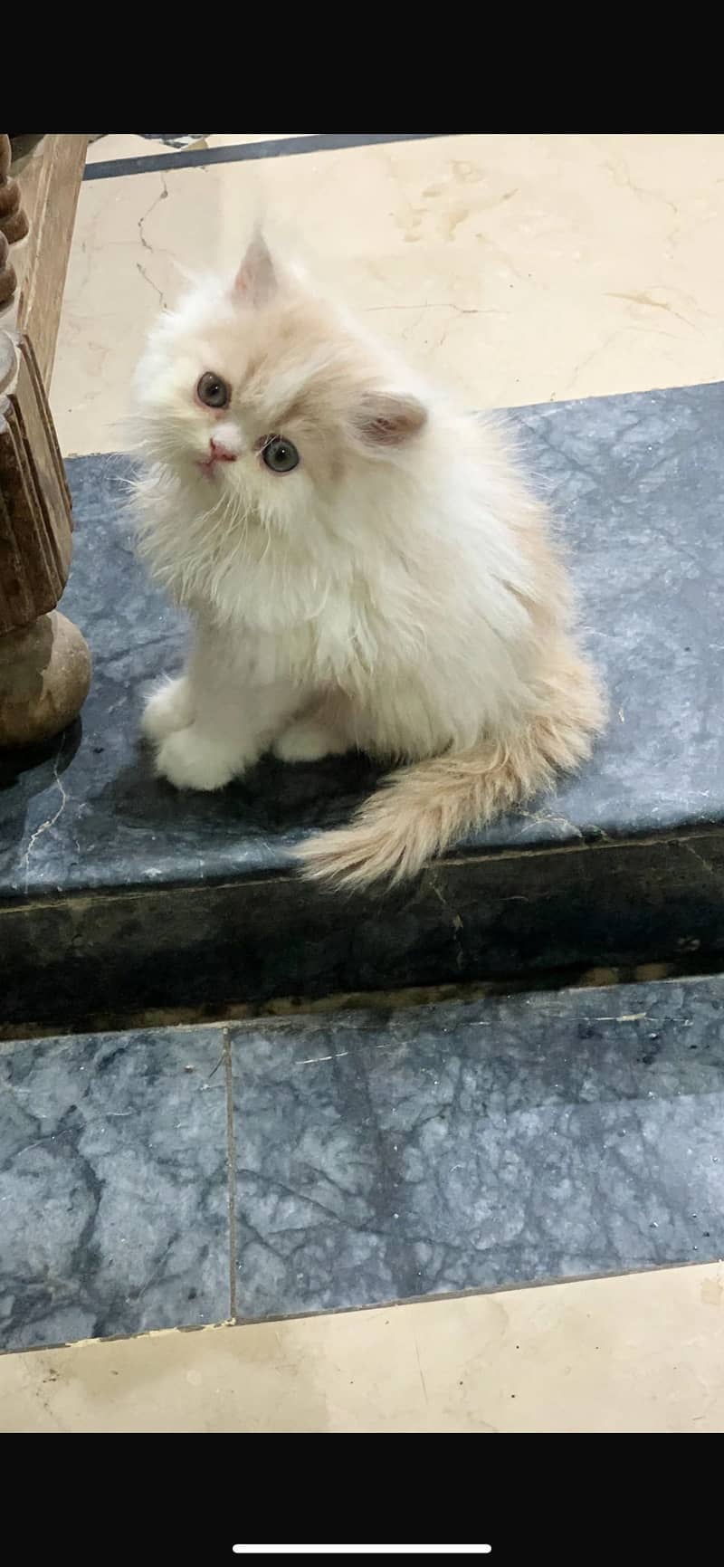 Persian kitten 3