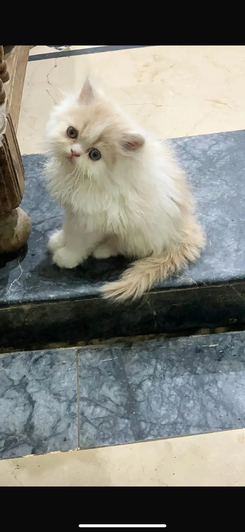 Persian kitten — photo 4