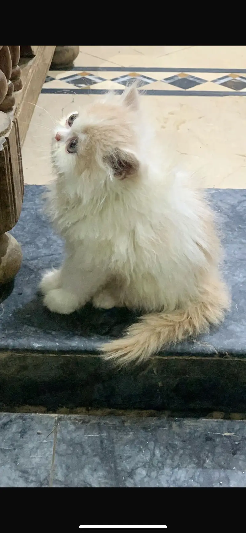 Persian kitten — photo 5
