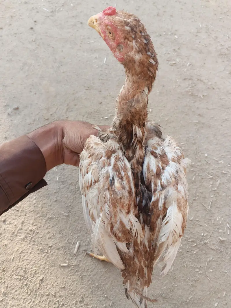 Aseel patha — photo 3
