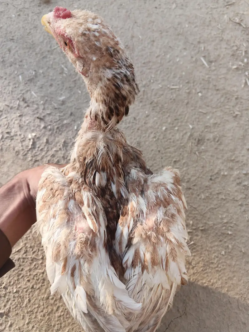 Aseel patha — photo 6