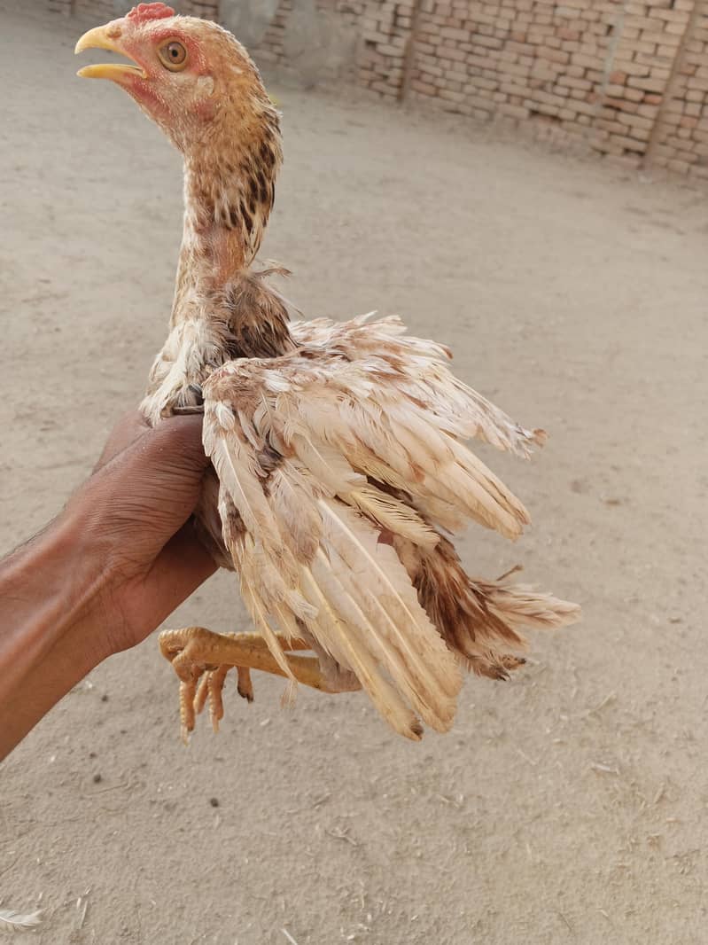 Aseel patha 6