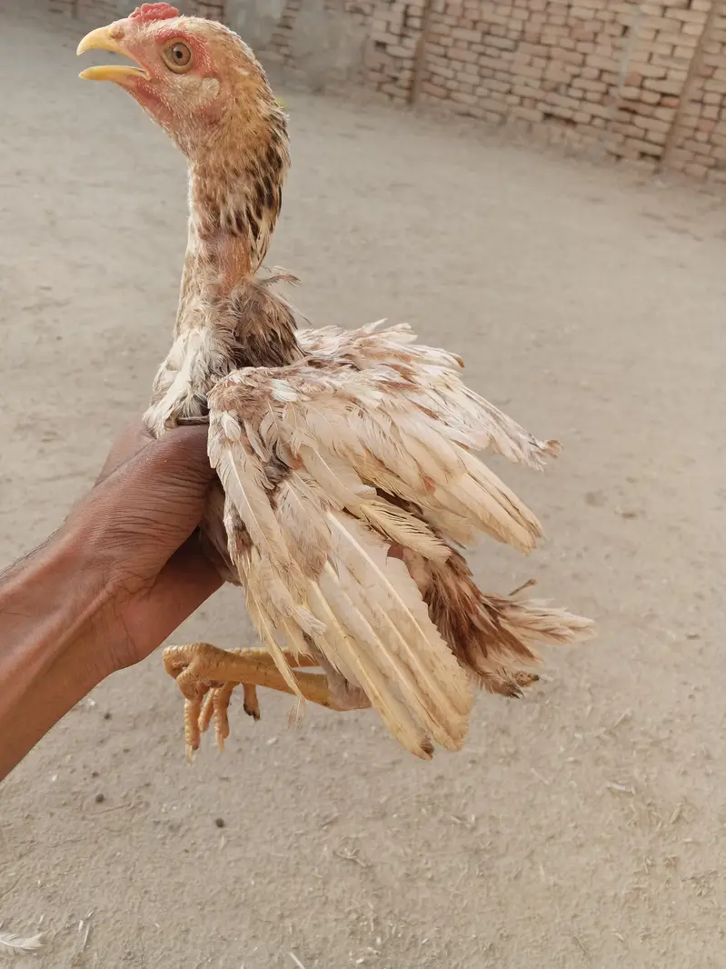 Aseel patha — photo 7