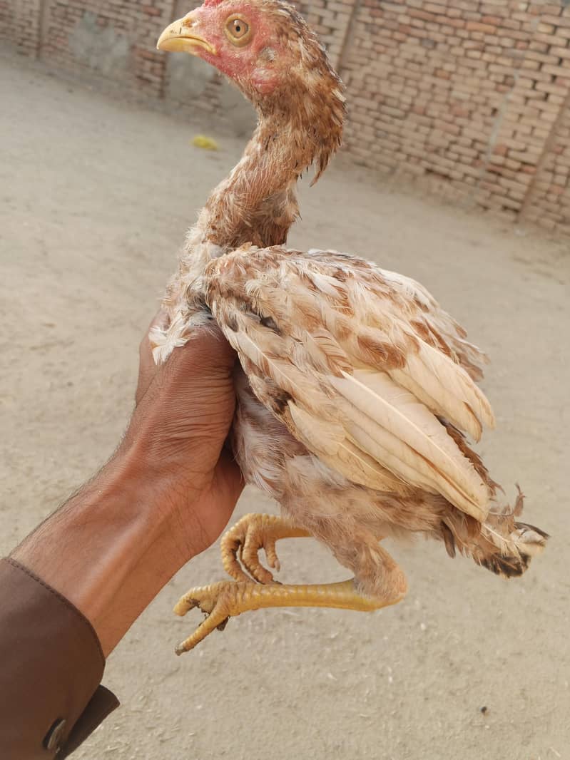 Aseel patha 7