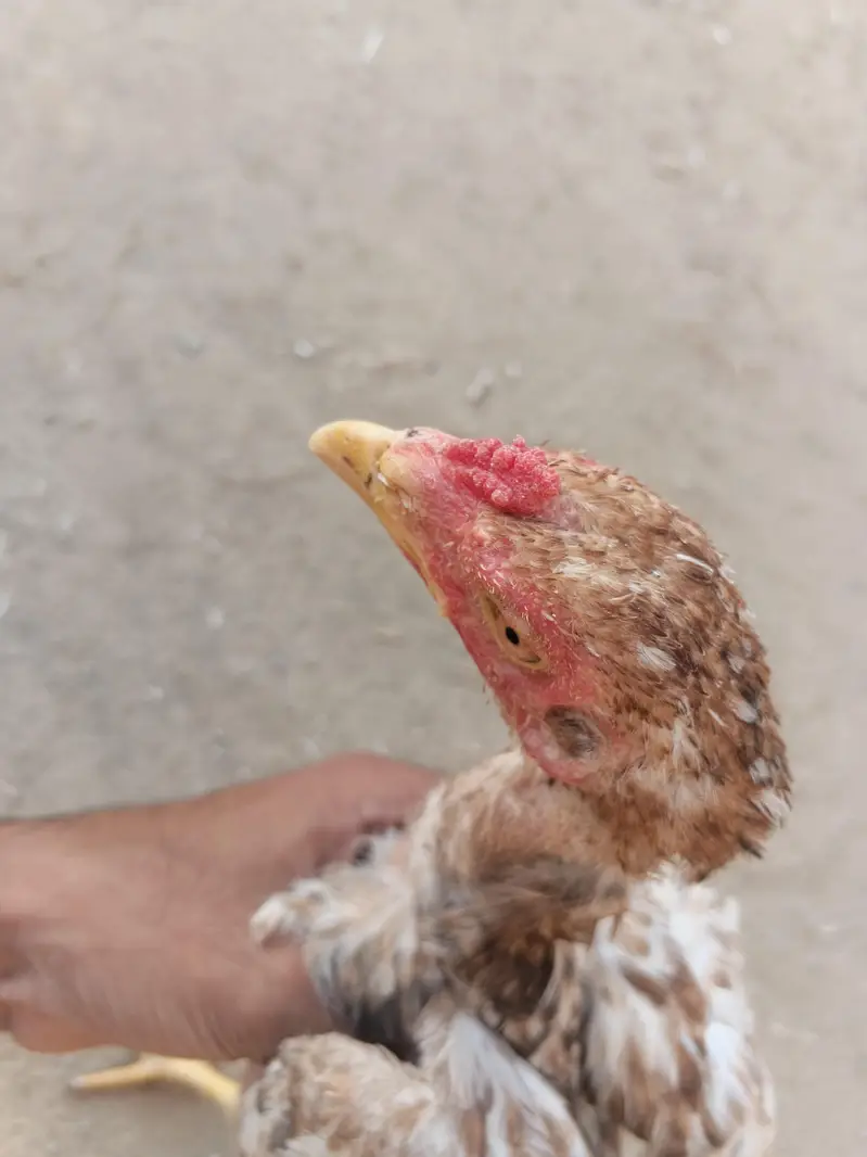 Aseel patha — photo 9