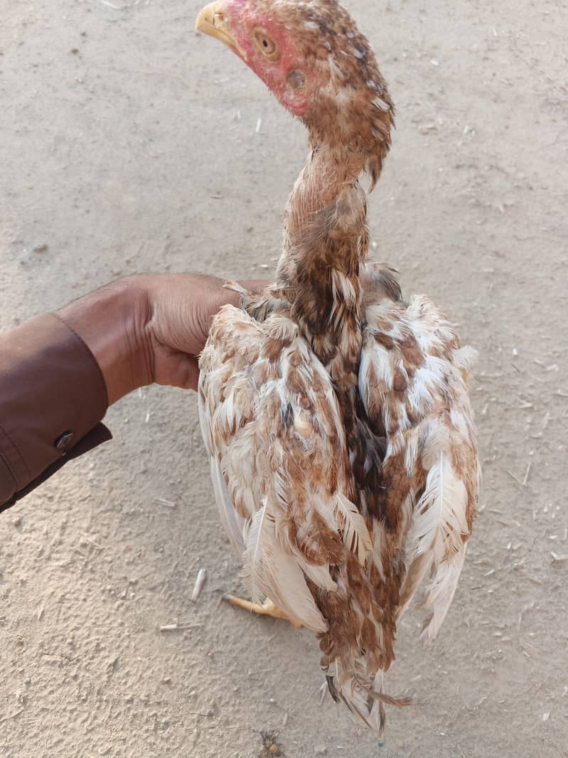 Aseel patha 9
