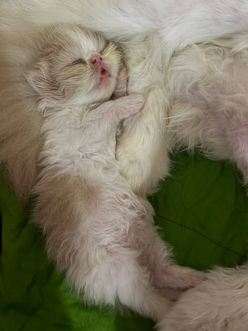 Peki cat 3