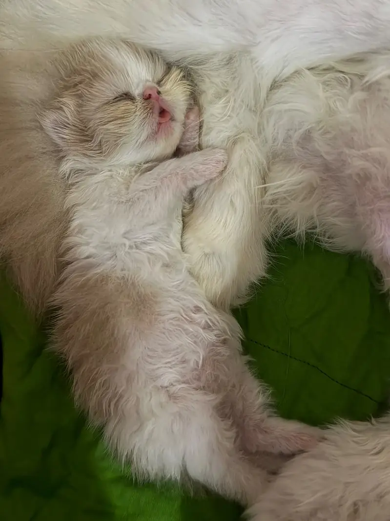 Peki cat — photo 4