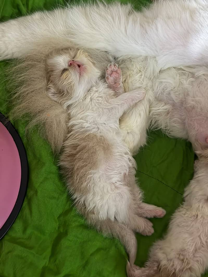 Peki cat 4