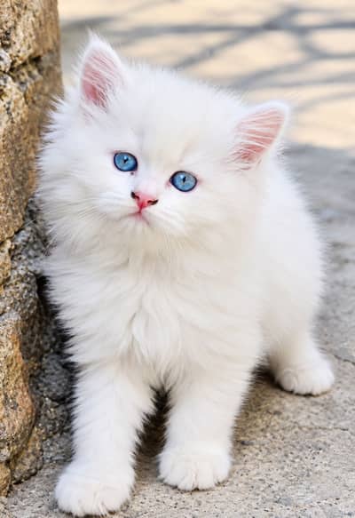 Tripple coat white colour blue eyes