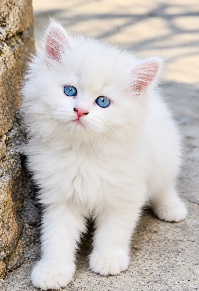 Tripple coat white colour blue eyes — photo 2