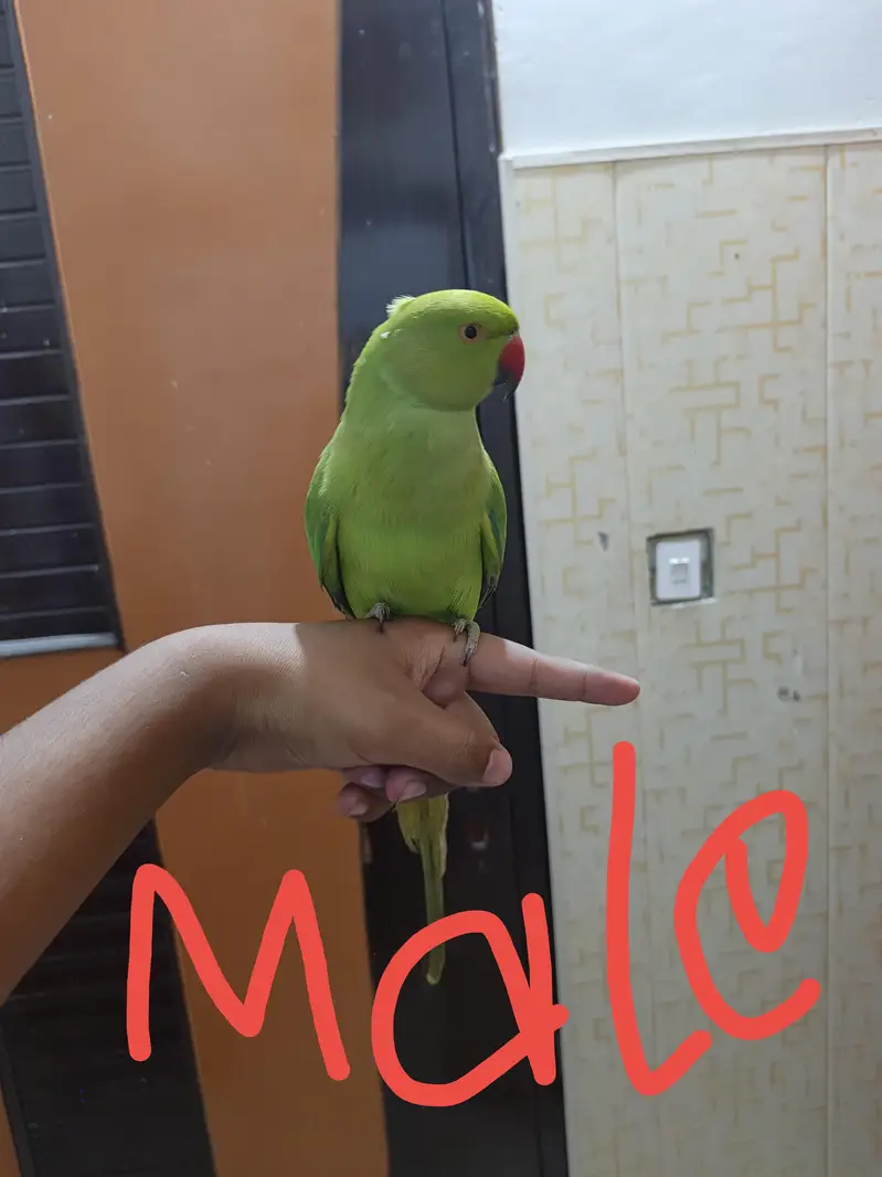Tame parrot — photo 2