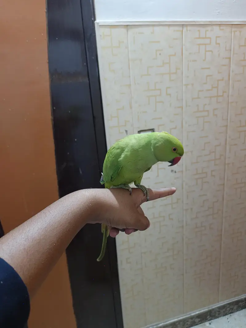 Tame parrot — photo 3