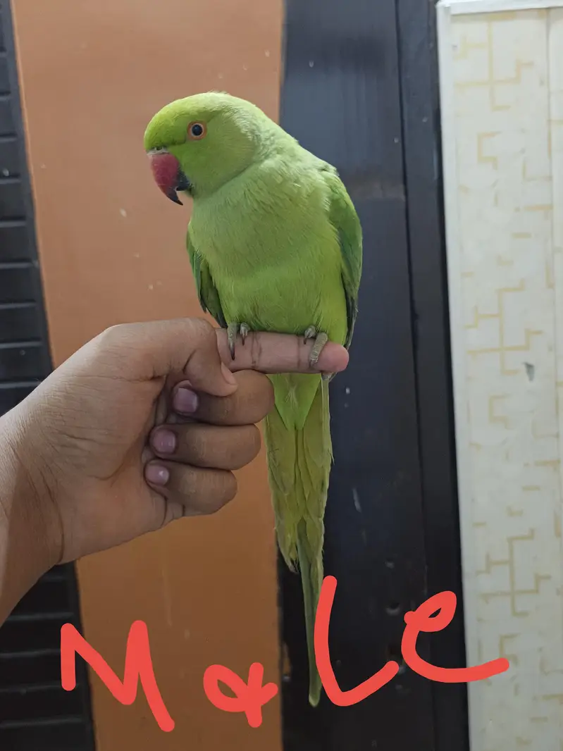 Tame parrot — photo 4
