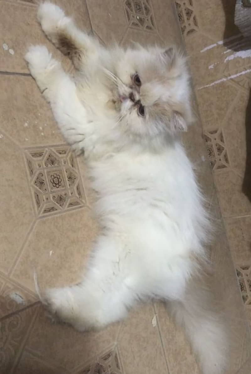 Peki cat 0