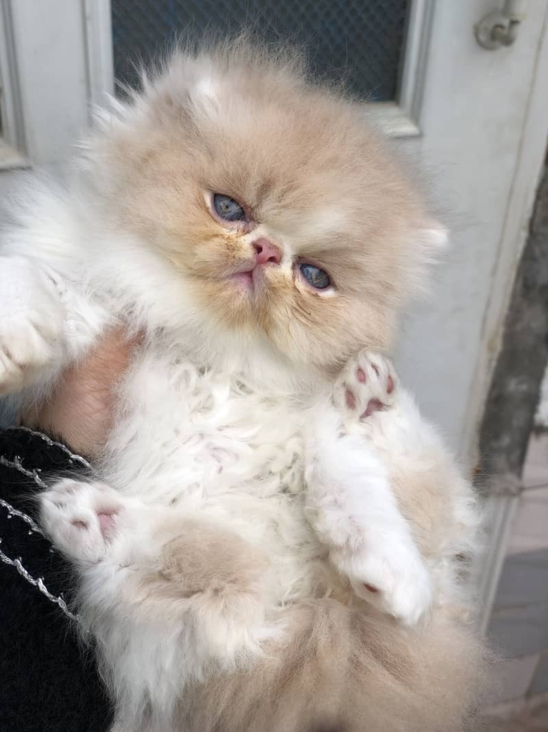 Peki cat 6
