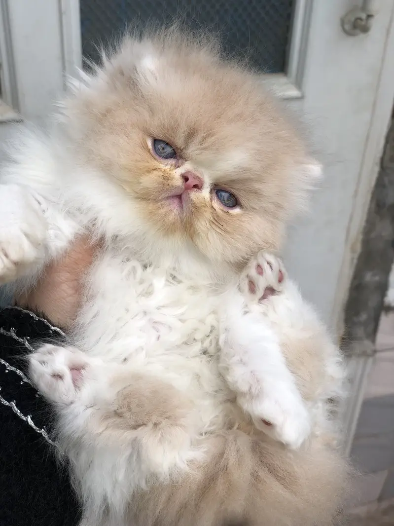 Peki cat — photo 7