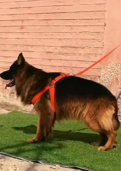 Pure German Shepherd breed for sale WhatsApp mi