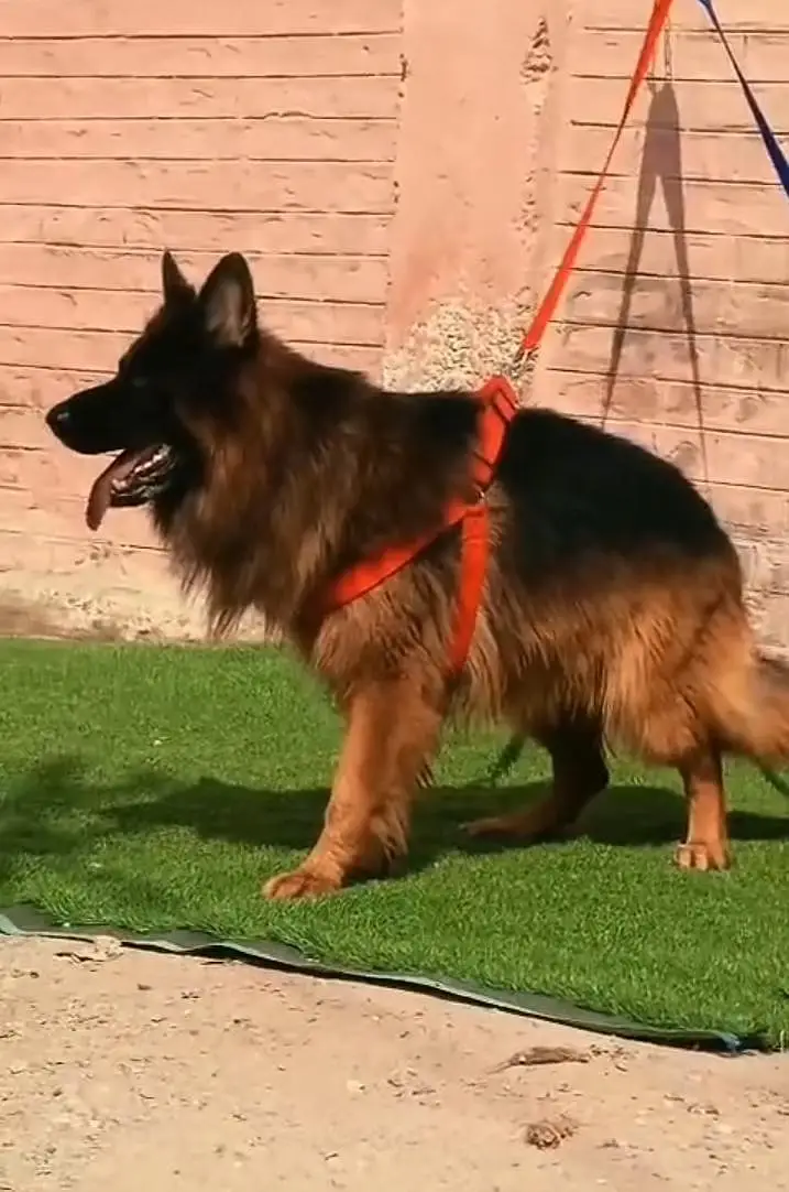 Pure German Shepherd breed for sale WhatsApp mi — photo 2