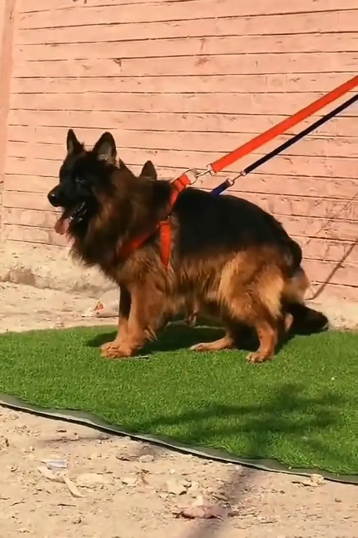 Pure German Shepherd breed for sale WhatsApp mi — photo 3