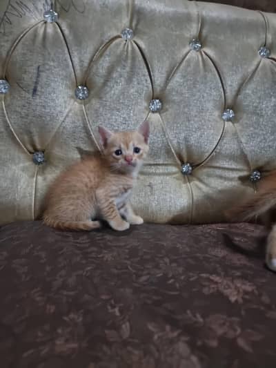 Persian kitten Doll face double coated