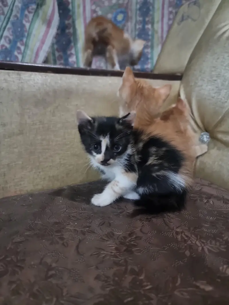 Persian kitten Doll face double coated — photo 2