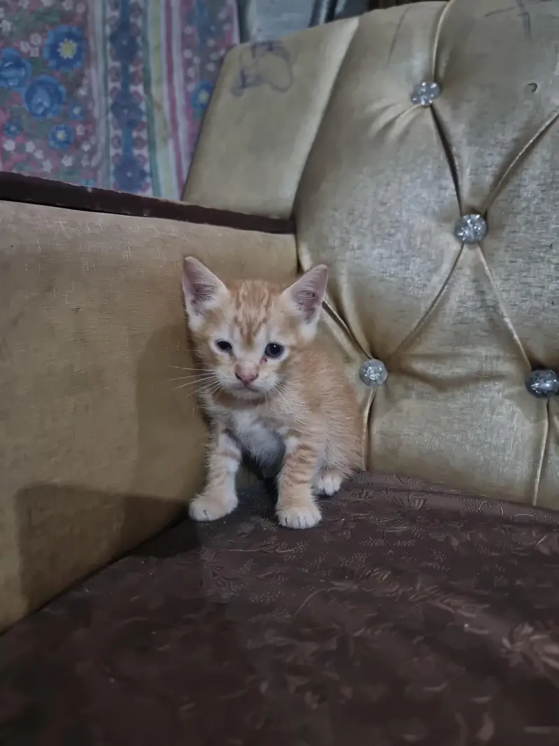 Persian kitten Doll face double coated — photo 3