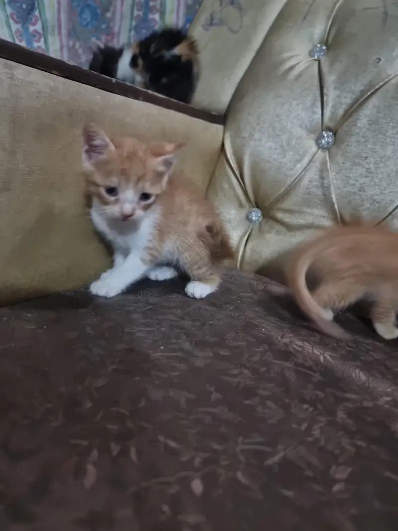 Persian kitten Doll face double coated — photo 4