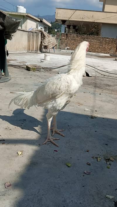 Heera Aseel Male + Chicks Available for sale