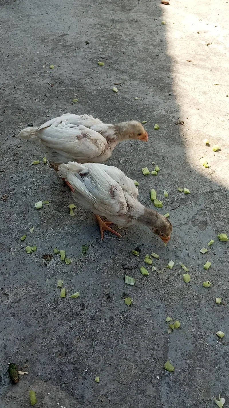 Heera Aseel Male + Chicks Available for sale — photo 2