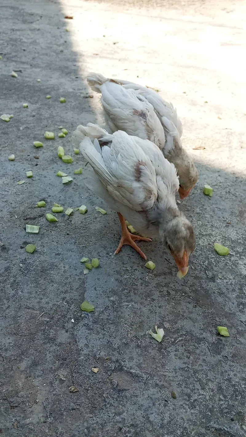 Heera Aseel Male + Chicks Available for sale — photo 3