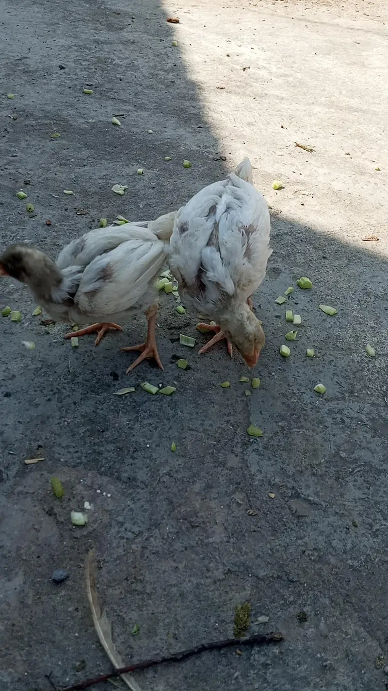 Heera Aseel Male + Chicks Available for sale — photo 4