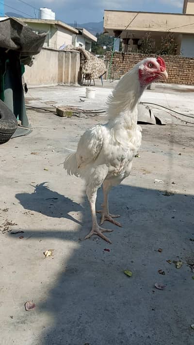 Heera Aseel Male + Chicks Available for sale