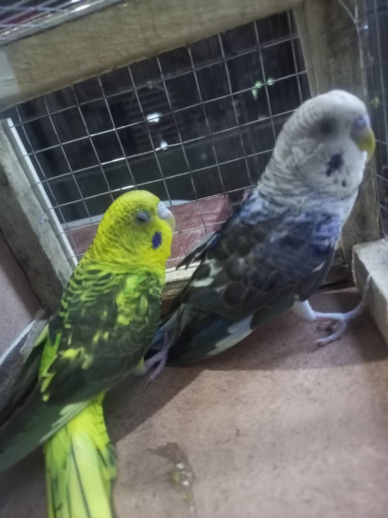 black wing breader pair 1